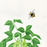 bee and plant illustration