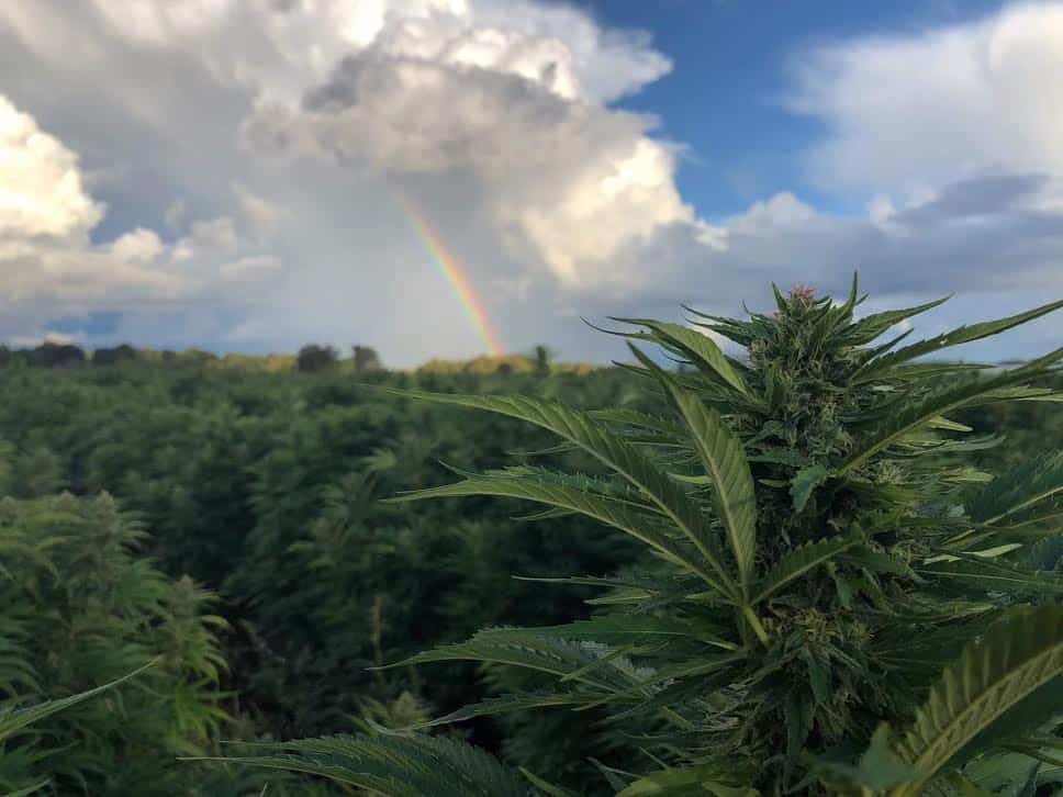cannabis field with rainbow overhead