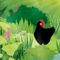 chicken and grass illustration
