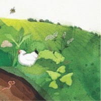 chicken pasture illustration