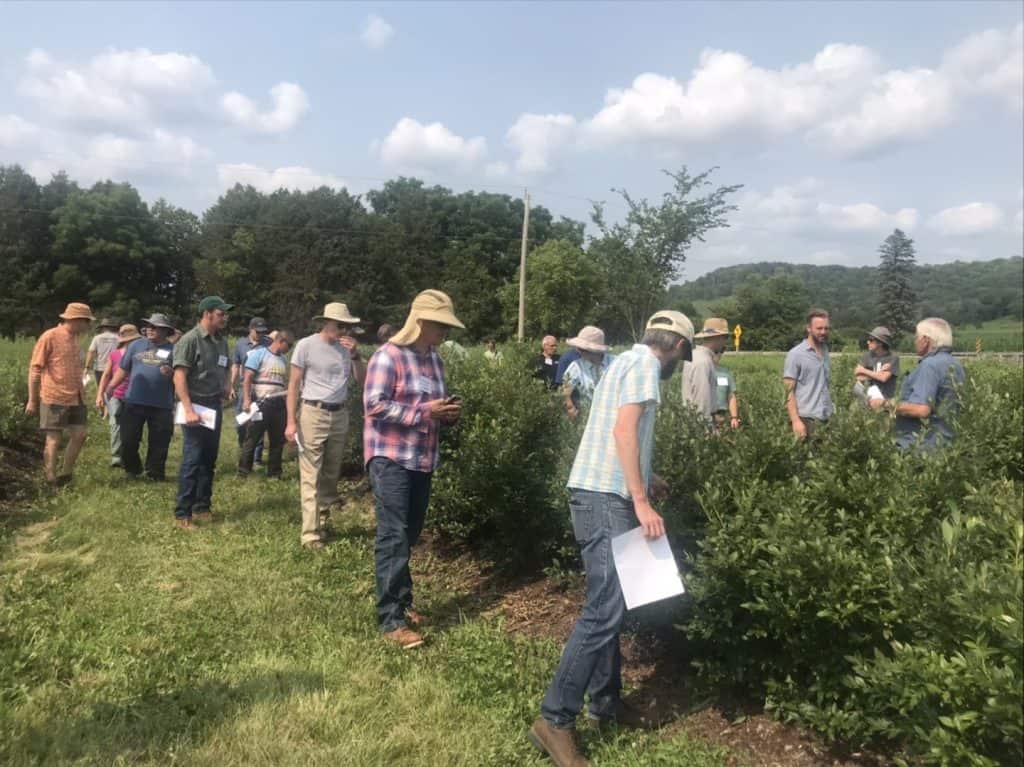 On-Farm attendees study blueberry bushes in the field