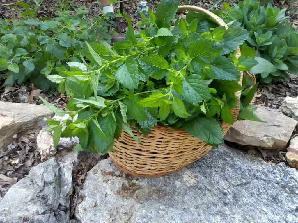 lemon balm