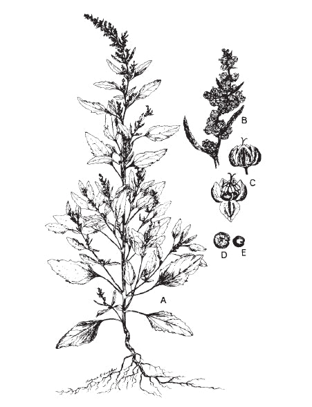 Lambsquarters, Chenopodium album, grows in high organic matter soil with good decay. It is a good indicator for phosphate being available on a daily meal basis. Shown here is a small plant (A); the floral spikes (B); flowers (C); utricle (D); and the seed (E).