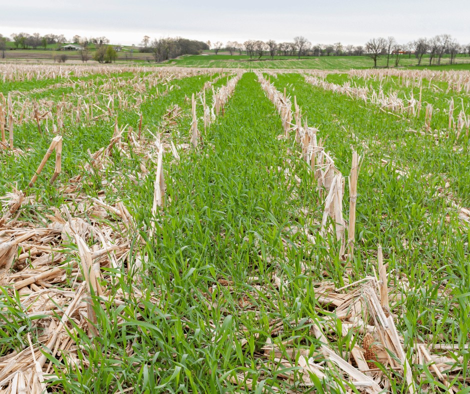 cover crops in field