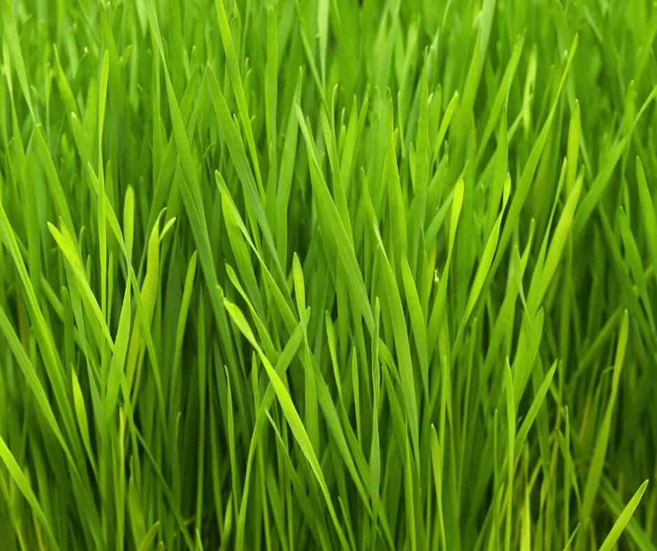 wheatgrass