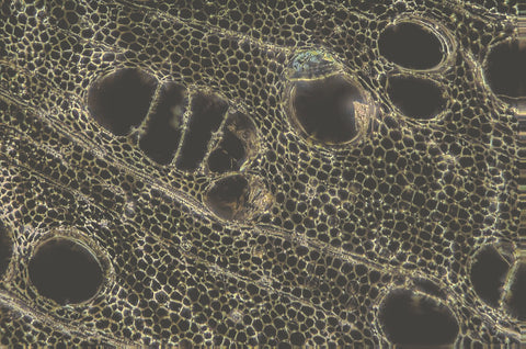 When heavily magnified, biochar’s smaller and larger pores resemble a sponge.