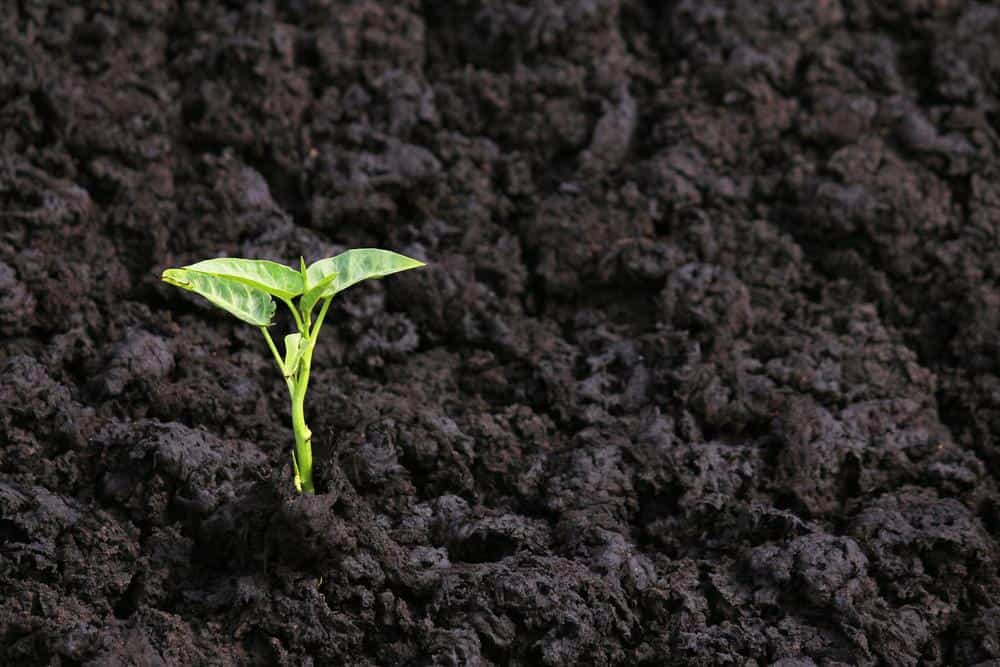 plant growing in black soil