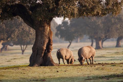 pigs under tree